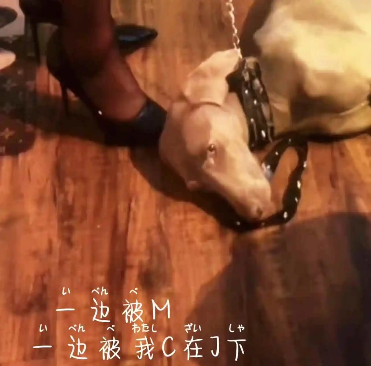 西檬之家字母圈k9是什么？ 一